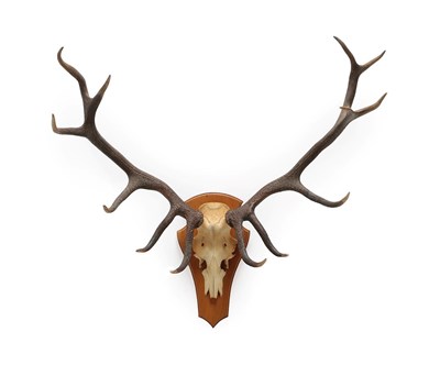 Lot 2126 - Antlers/Horns: European Red Deer Antlers (Cervus elaphus), circa late 20th century, a well...