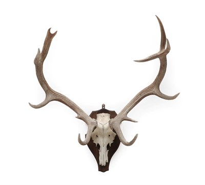 Lot 2127 - Antlers/Horns: European Red Deer Antlers (Cervus elaphus), circa late 20th century, a set of...
