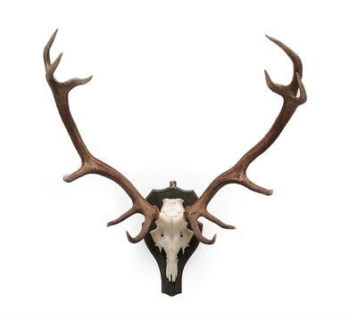 Lot 2128 - Antlers/Horns: European Red Deer Antlers (Cervus elaphus), circa late 20th century, a well...