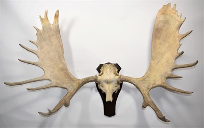 Lot 2131 - Antlers/Horns: North American Moose Antlers (Alces alces), circa late 20th century, a set of...