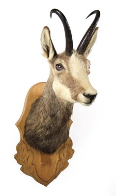 Lot 2132 - Taxidermy: Alpine Chamois (Rupicapra rupicapra), modern, adult male shoulder mount looking straight