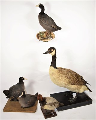 Lot 2134 - Taxidermy: European Waterfowl, circa late 20th century, comprising a full mount adult Canada...