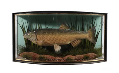 Lot 2137 - Taxidermy: A Cased Chub (Squalius cephalus), by John Cooper & Sons, 28 Radnor Street, St...