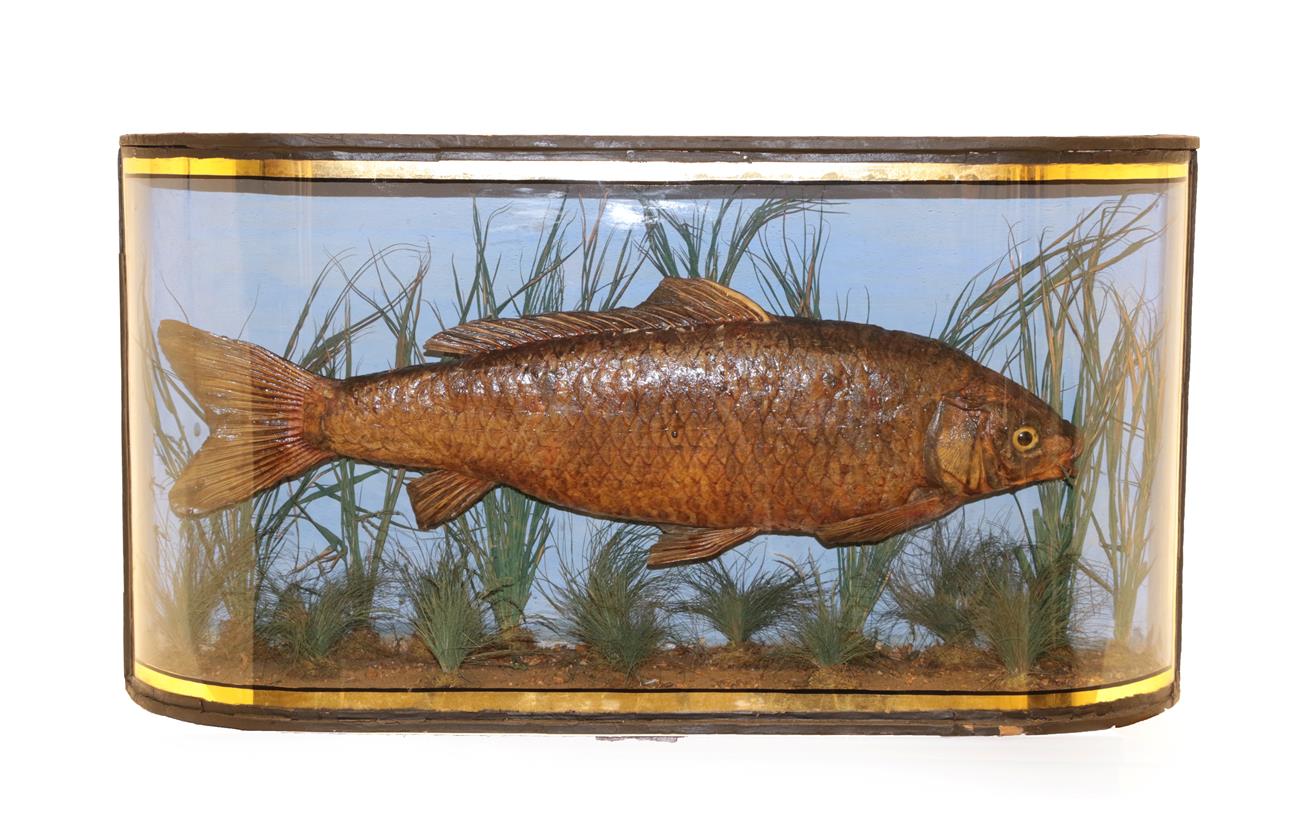 Lot 2141 - Taxidermy: A Cased Common Carp (Cyprinus carpio), circa 1900, preserved and mounted in a...