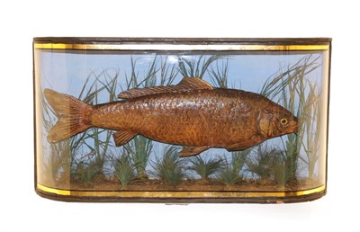 Lot 2141 - Taxidermy: A Cased Common Carp (Cyprinus carpio), circa 1900, preserved and mounted in a...