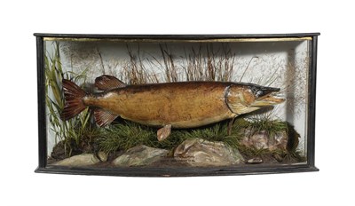 Lot 2142 - Taxidermy: A Cased Northern Pike (Esox lucius), by E. Allen & Co, Bird Fish & Animal Preserver,...