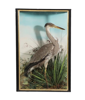 Lot 2144 - Taxidermy: A Large Cased Grey Heron (Ardea cinerea), circa 1900-1920, a full mount adult stood...