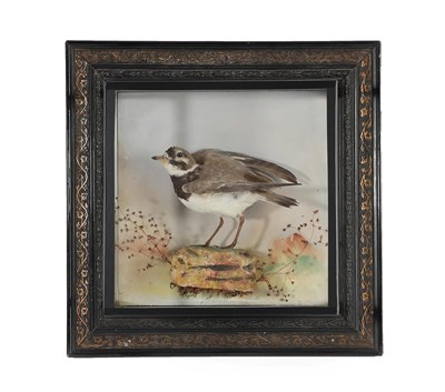 Lot 2145 - Taxidermy: A Wall Cased Little Ringed Plover (Charadrius dubius), circa 1920, a full mount...