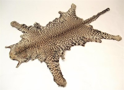 Lot 2154 - Taxidermy: African Leopard (Panthera pardus), circa 1920, flat skin rug with limbs...