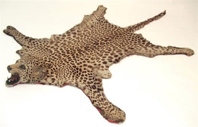 Lot 2155 - Taxidermy: Indian Leopard Skin Rug (Panthera pardus), circa 1900, India, probably mounted by a...