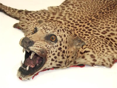 Lot 2155 - Taxidermy: Indian Leopard Skin Rug (Panthera pardus), circa 1900, India, probably mounted by a...