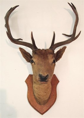 Lot 2157 - Taxidermy: An Edwardian Fallow Deer (Dama dama), a young adult buck neck mount looking straight...
