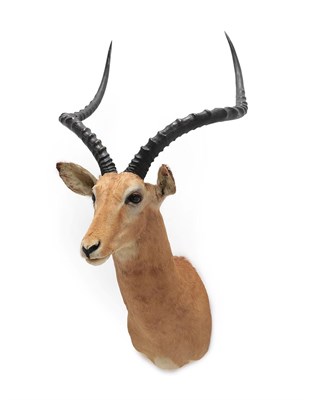 Lot 2157 - Taxidermy: An Edwardian Fallow Deer (Dama dama), a young adult buck neck mount looking straight...