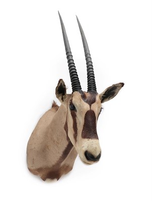 Lot 2162 - Taxidermy: Beisa Oryx (Oryx beisa beisa), circa 1974, Kenya, East Africa, by Zimmerman...