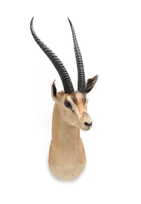 Lot 2165 - Taxidermy: Southern Grant's Gazelle (Nanger granti granti), circa 1972, Kenya, East Africa, by...