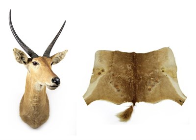 Lot 2168 - Taxidermy: Southern Common Reedbuck (Redunca arundinum), circa 1975, South Africa, by Nico...