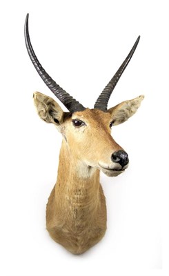 Lot 2168 - Taxidermy: Southern Common Reedbuck (Redunca arundinum), circa 1975, South Africa, by Nico...