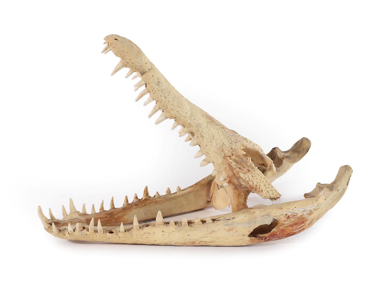Lot 2169 - Skulls/Anatomy: Nile Crocodile Skull (Crocodylus niloticus), circa 1974, Ewaso Ngiro River,...