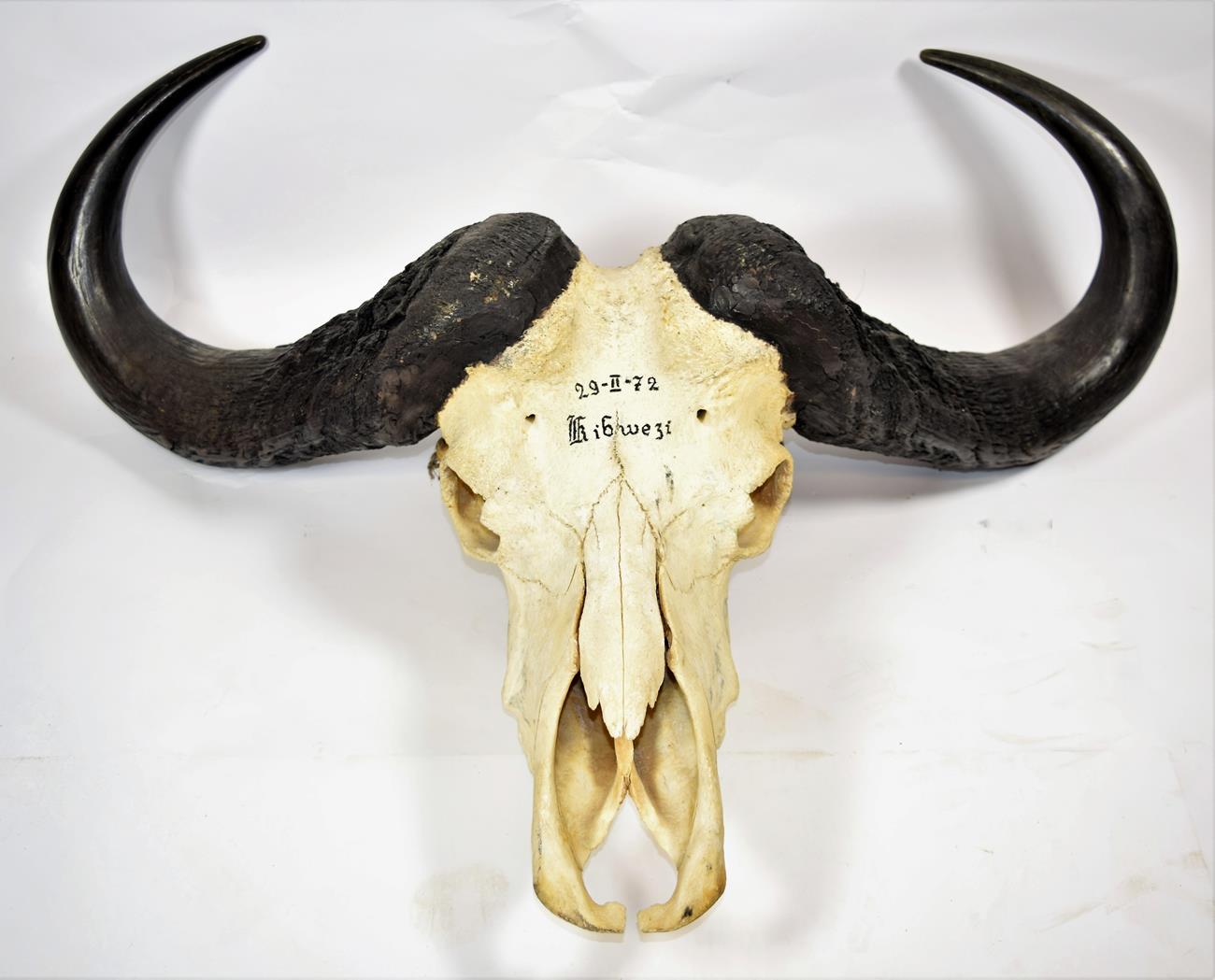 Lot 2170 - Skulls/Horns: Cape Buffalo Skull (Syncerus caffer caffer), circa 1972, Kenya, East Africa, prepared
