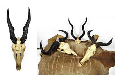 Lot 2172 - Horns/Skulls: A Group of African Game Trophy Skulls, circa 1972, all prepared by Rowland Ward...