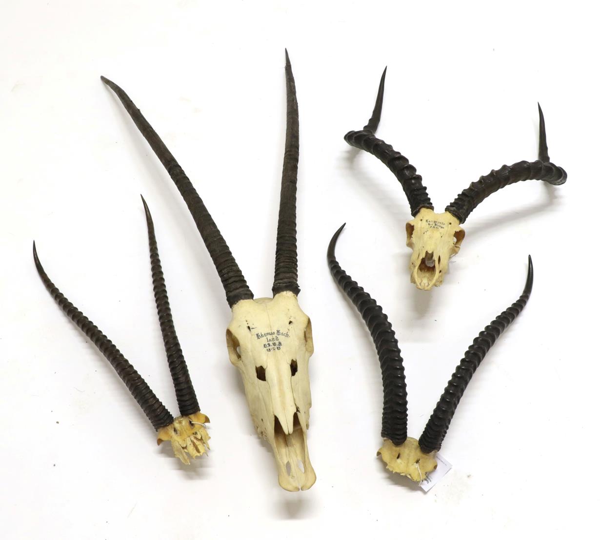 Lot 2173 - Horns/Skulls: A Group of African Game Trophy Skulls, circa 1972-74-75, comprising - Southern...