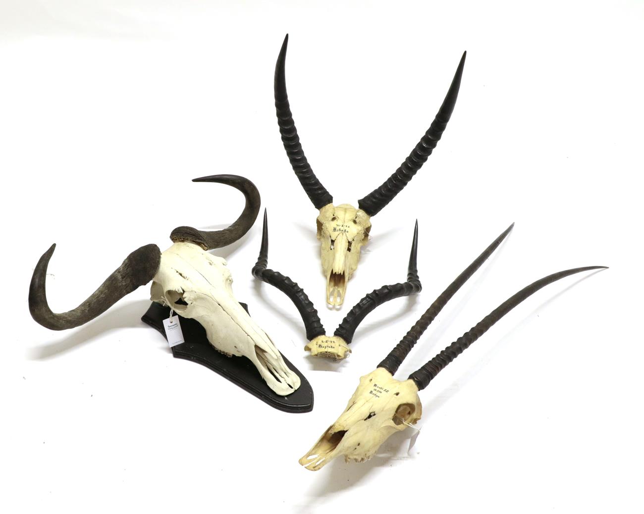 Lot 2174 - Horns/Skulls: A Group of African Game Trophy Skulls, circa 1972 & 1987, comprising - Eastern...