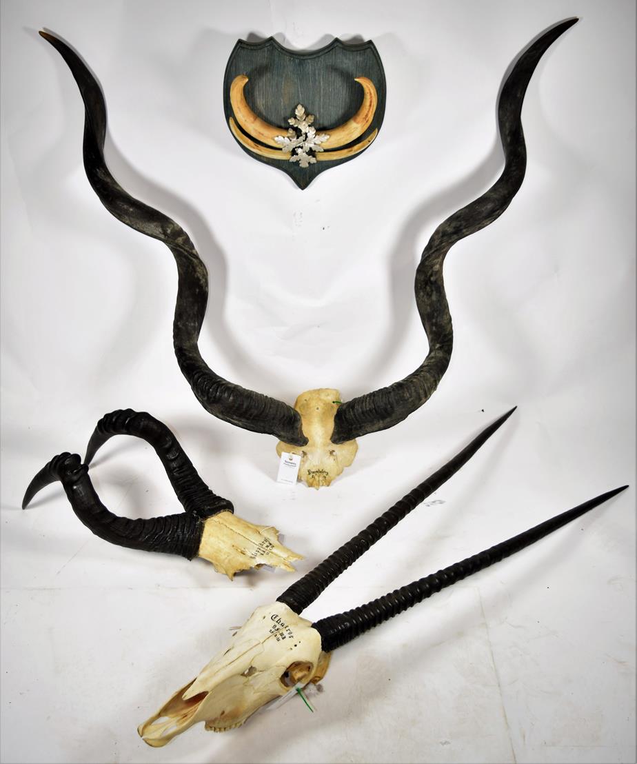 Lot 2175 - Horns/Skulls: A Group of African Game Trophy Skulls, circa 1975 & 1975, comprising - Kalahari...