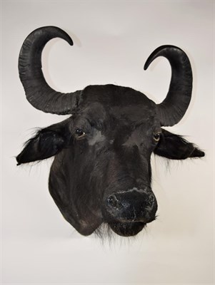 Lot 2179 - Taxidermy: Water Buffalo (Bubalis bubalis), circa 1973, Argentina, by Horacio Del Valle, Buenos...