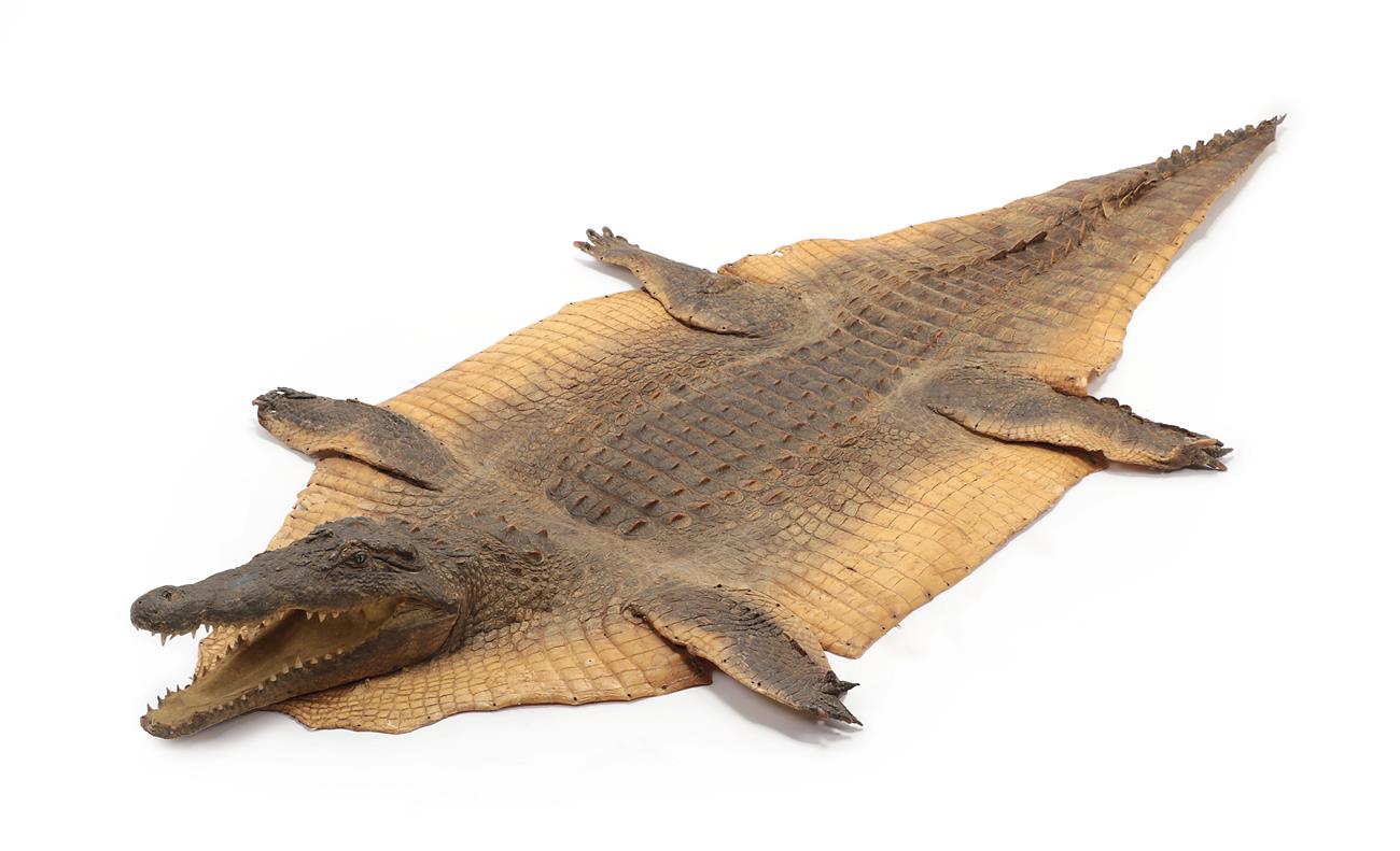 Lot 2181 - Taxidermy: Nile Crocodile (Crocodylus nyloticus), circa 1974, Kenya, by Zimmerman Taxidermy,...