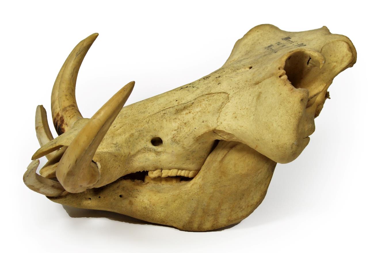 Lot 2182 - Skulls/Tusks: Desert Warthog (Phacochoerus aethiopicus), circa 1975, South West Africa, prepared by
