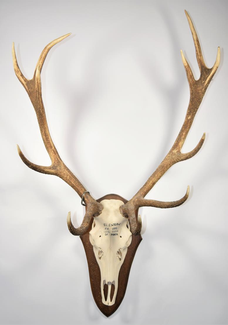 Lot 2183 - Antlers/Skulls: South American Red Deer (Cervus elaphus), circa 1996, Argentina, prepared by Hannes
