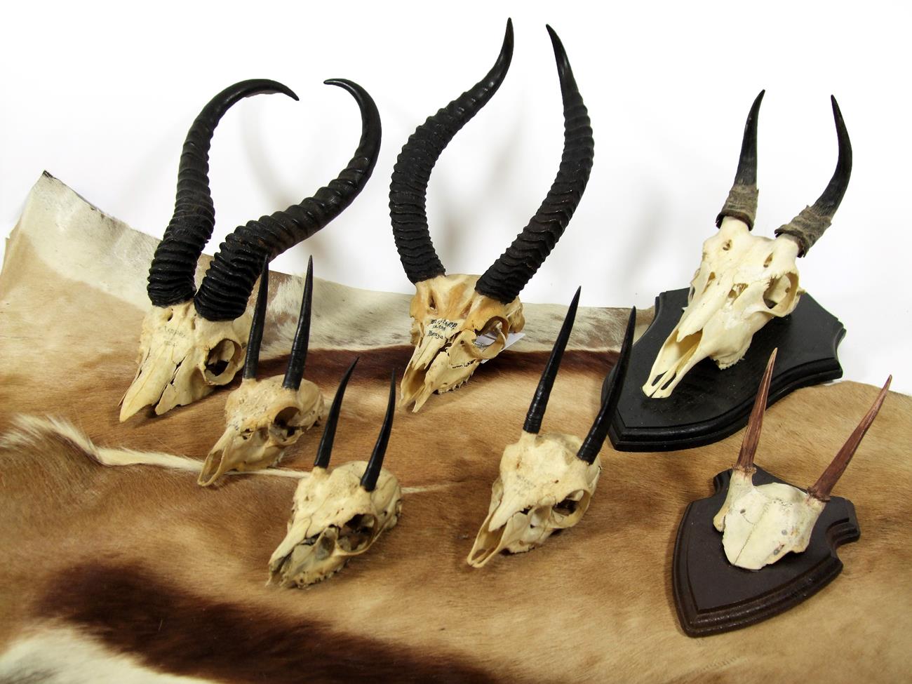Lot 2184 - Horns/Skulls: A Group of African and Argentinian Game Trophy Skulls, comprising - Kalahari...