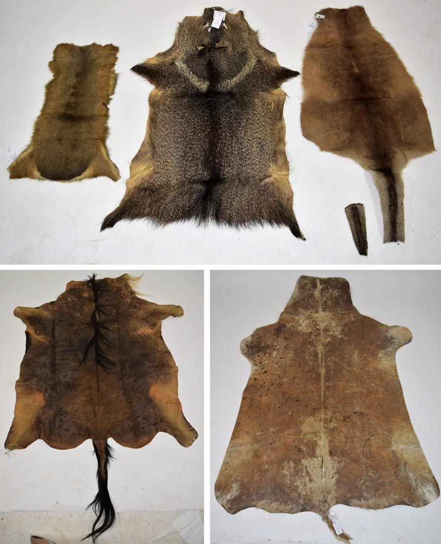 Lot 2188 - Skins/Hides: A Group of Animal Hides, comprising - White-Bearded Wildebeest (Connochaetes...
