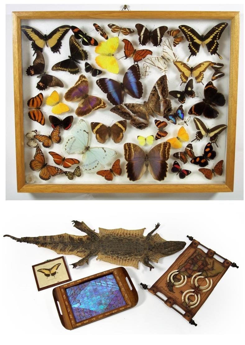 Lot 2190 - Natural History: A Collection of Various Natural History, comprising - a framed display of...