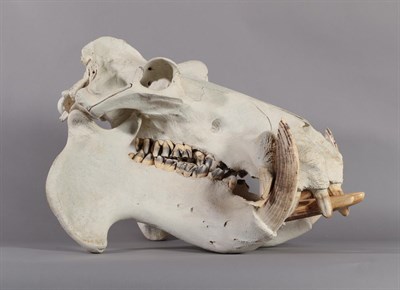 Lot 2196 - Skulls/Tusks: Common Hippopotamus Skull (Hippopotamus amphibius), circa 1987, Tanzania, East...