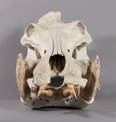 Lot 2196 - Skulls/Tusks: Common Hippopotamus Skull (Hippopotamus amphibius), circa 1987, Tanzania, East...
