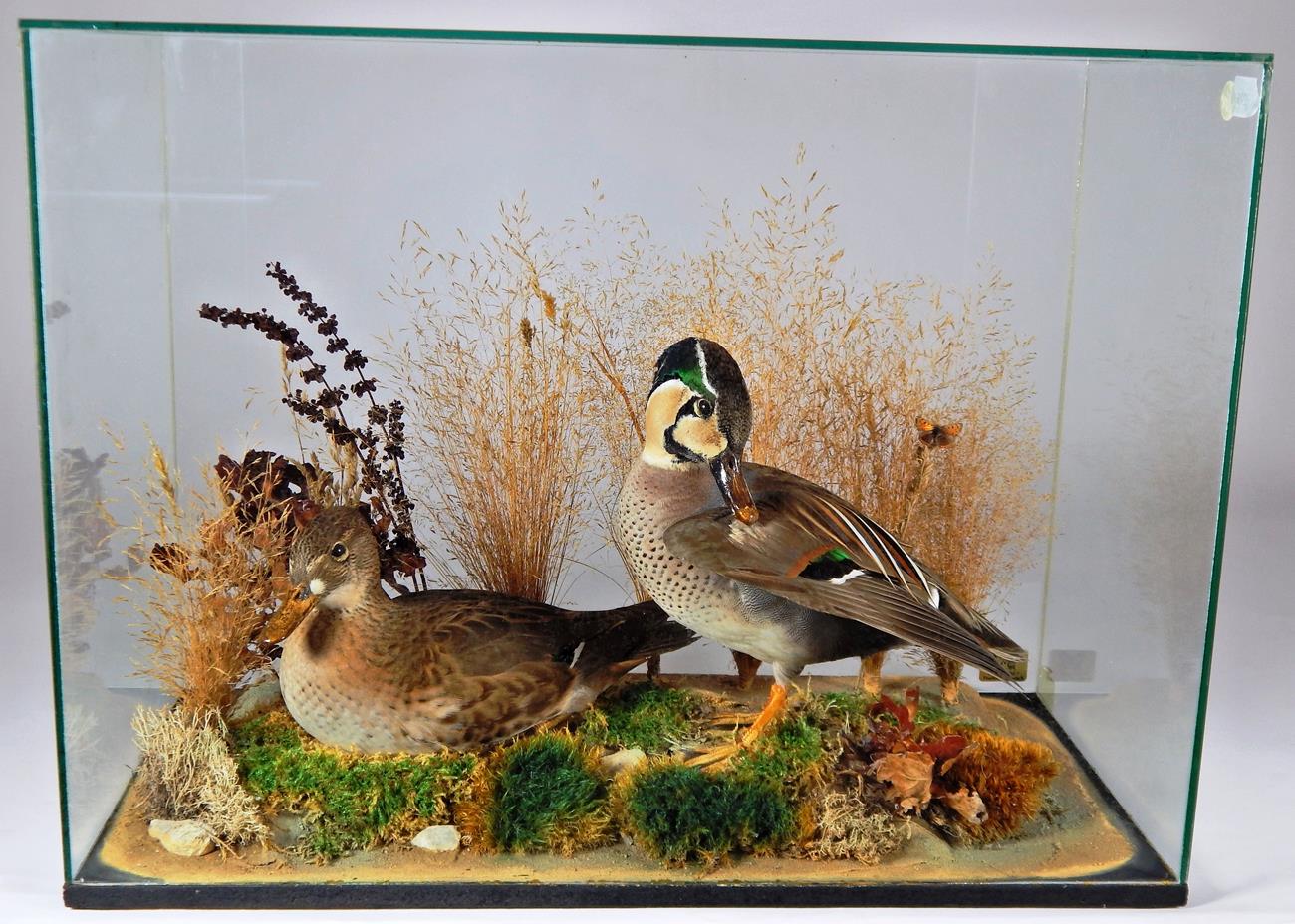 Lot 2198 - Taxidermy: A Modern Cased Pair of Baikal Teal (Sibirionetta formosa), by R.C. Hussey...
