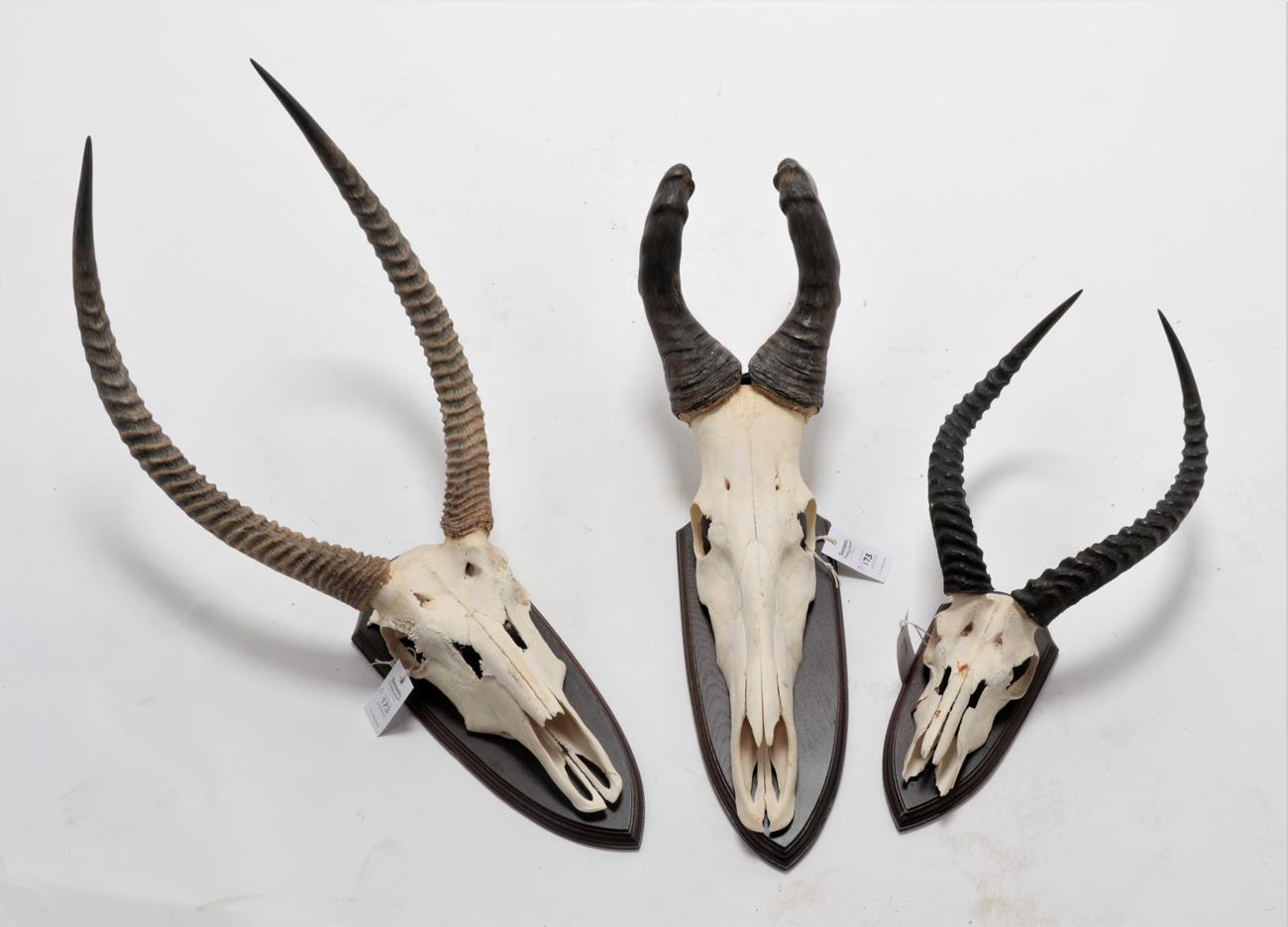 Lot 2202 - Antlers/Horns: African Game Trophies, circa late 20th century, a pair of Ellipsen Waterbuck...