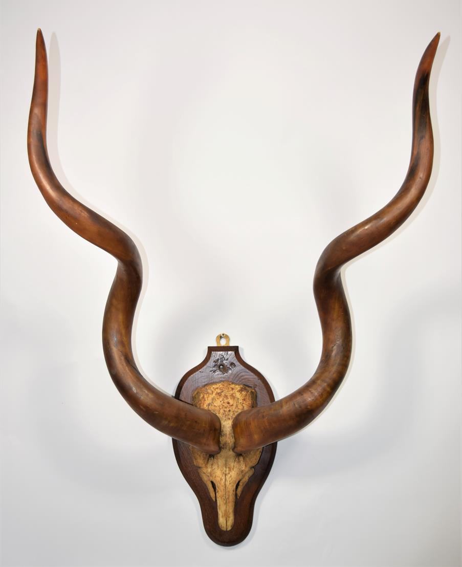 Lot 2203 - Antlers/Horns: Cape Greater Kudu (Strepsiceros strepsiceros), circa 1900-1920, adult bull horns...