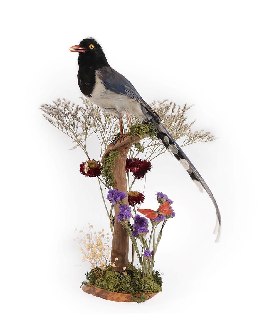 Lot 2205 - Taxidermy: A Red-Billed Blue Magpie (Urocissa erythroryncha), modern, a full mount adult...