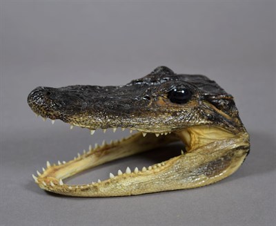 Lot 2206 - Taxidermy: Nile Crocodile (Crocodylus niloticus), circa 1920, full mount juvenile with mouth agape