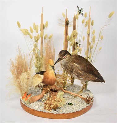 Lot 2208 - Taxidermy: Indian Pond Heron and Black-Crowned Night Heron, (Ardeola grayii / Nycticorax...