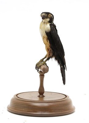 Lot 2209 - Taxidermy: A Victorian Black-Thighed Falconet (Microhierax fringillarius), circa 1880-1900, in...