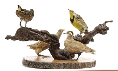 Lot 2210 - Taxidermy: A Diorama of Countryside & Wading Birds, comprising - Spotted Crake, Corncrake,...