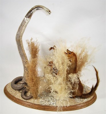 Lot 2212 - Taxidermy: A Banded Mongoose & Monocled Cobra, circa early 20th century, a full mount Cobra in...