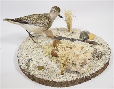 Lot 2213 - Taxidermy: A Grey Plover Diorama (Pluvialis squatarola), a full mount adult stood upon shale...