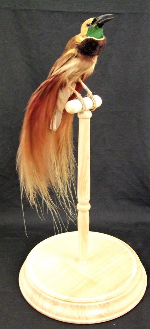 Lot 2214 - Taxidermy: A Victorian Count Raggiana's Bird-of-Paradise (Paradisaea raggiana), circa 1880-1900, in