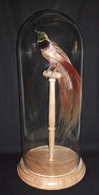 Lot 2214 - Taxidermy: A Victorian Count Raggiana's Bird-of-Paradise (Paradisaea raggiana), circa 1880-1900, in