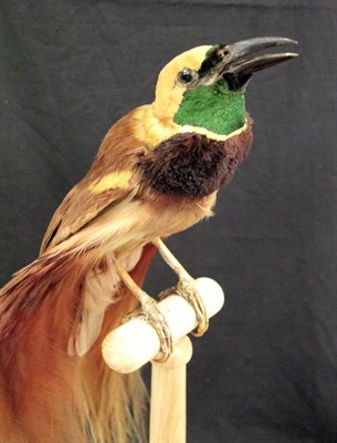 Lot 2214 - Taxidermy: A Victorian Count Raggiana's Bird-of-Paradise (Paradisaea raggiana), circa 1880-1900, in
