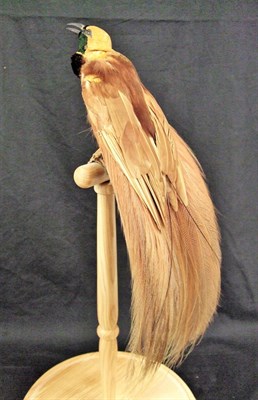 Lot 2214 - Taxidermy: A Victorian Count Raggiana's Bird-of-Paradise (Paradisaea raggiana), circa 1880-1900, in